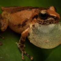 Pseudophilautus popularis Megaskumbura & Manamendra-Arachcchi, 2005